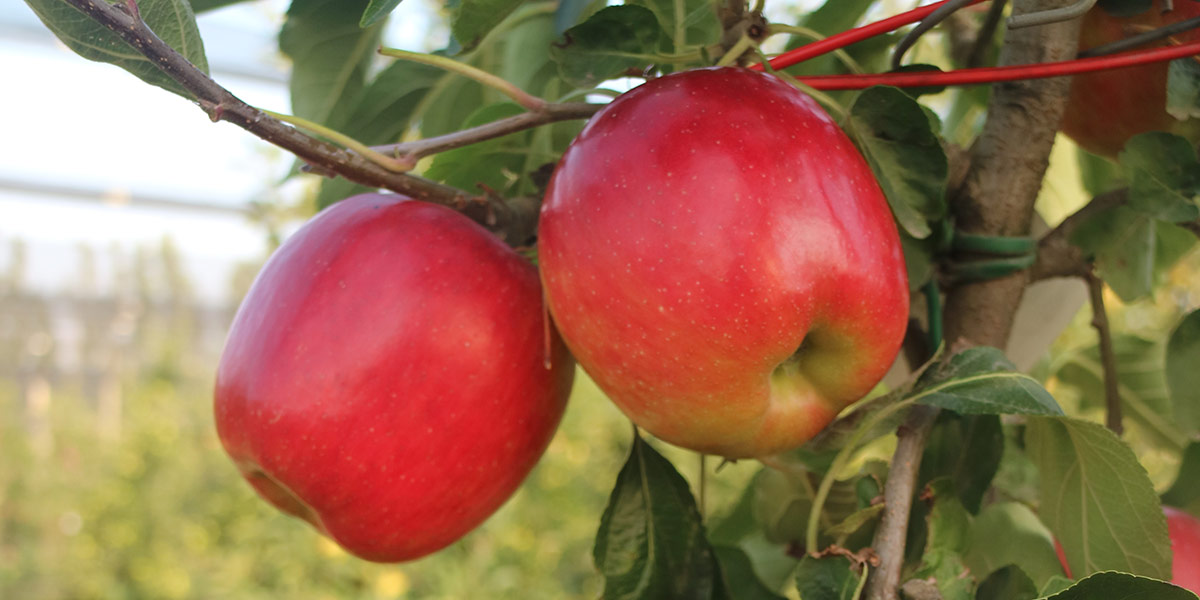 CIV e Sanifrutta presentano la mela Lilibet